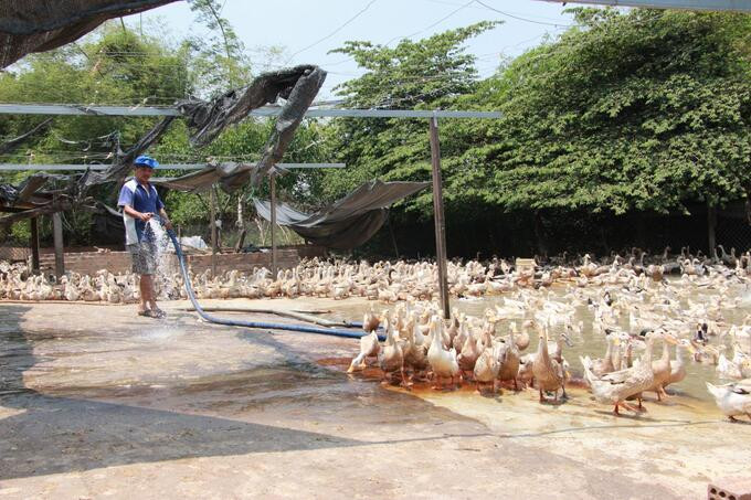 Đắk Lắk tập trung triển khai quyết liệt, đồng bộ các giải pháp phòng, chống bệnh cúm gia cầm
