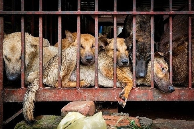 Quảng Nam và Đà Nẵng thí điểm nền tảng trực tuyến báo cáo nạn buôn bán thịt chó, mèo