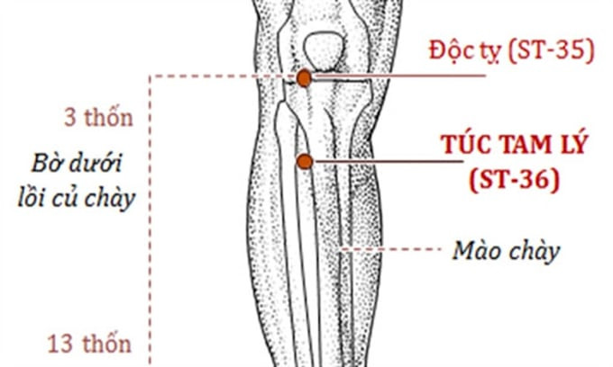 Huyệt Độc Tỵ có khả năng tác động trực tiếp lên các khớp gối