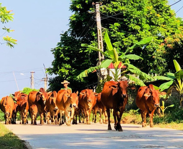 Bắc Giang tăng cường phòng, chống dịch bệnh động vật dịp cuối năm 2022 và đầu năm 2023