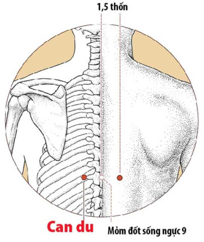 Công dụng của huyệt Can Du với sức khỏe