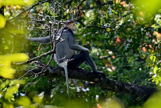 Quảng Ngãi: Bảo tồn khẩn cấp voọc chà vá chân xám đặc biệt quý hiếm