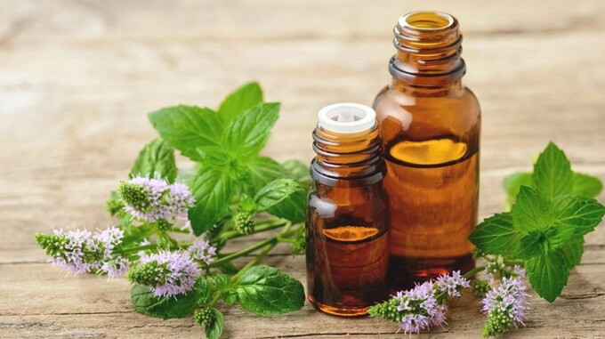 Tăng cường năng lượng tức thì với tinh dầu bạc hà