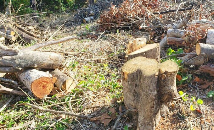 Gia Lai: Chuyển hồ sơ sang công an vụ mất hơn 1.700 ha rừng