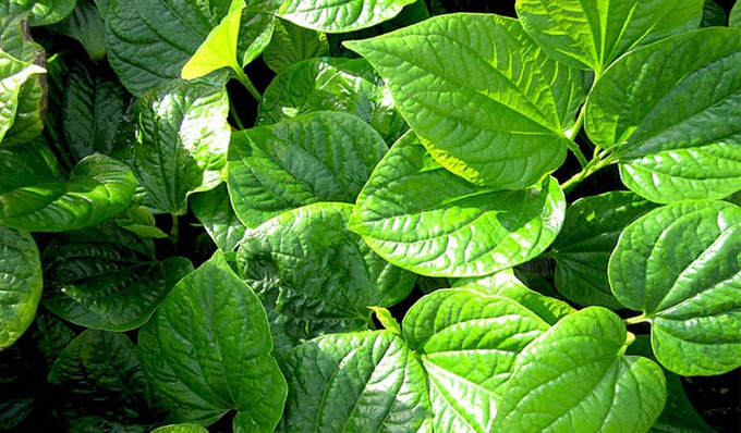 Chữa đau thần kinh toạ bằng lá lốt