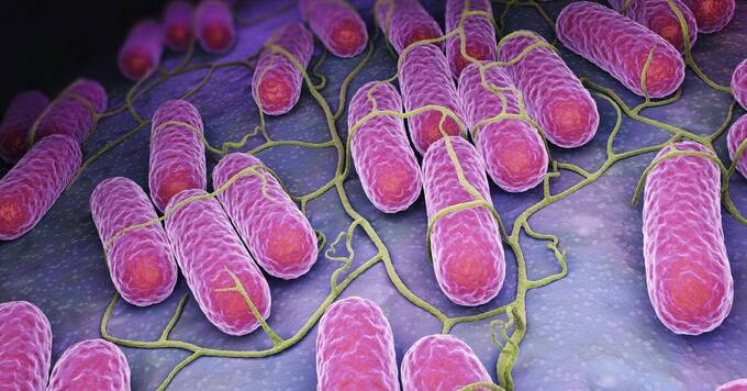 Những điều cần biết về vi khuẩn Salmonella