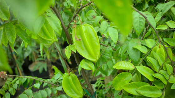 Chữa vảy nến bằng lá khế