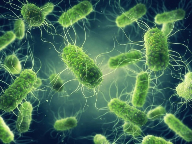 Chuyên gia khuyến cáo những biện pháp cần thực hiện để phòng ngừa nhiễm vi khuẩn Salmonella