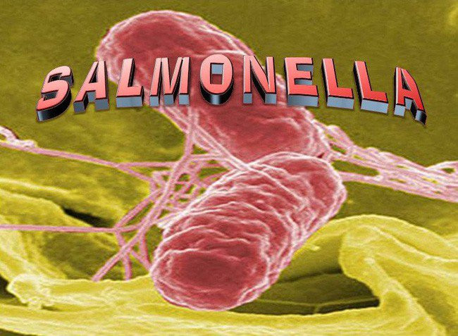 Các chủng vi khuẩn Salmonella gây ra các bệnh nào?