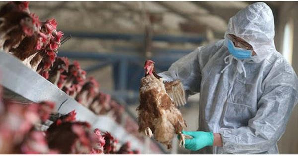 Long An triển khai các giải pháp nhằm hạn chế đến mức thấp nhất tử vong do dịch cúm A nguy hiểm gây ra