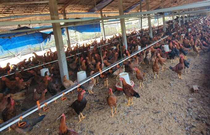 Bắc Ninh chủ động phòng, chống hiệu quả các loại dịch bệnh trên đàn gia súc, gia cầm và thủy sản