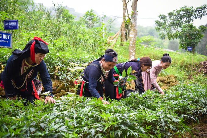 Thực trạng, giải pháp bảo tồn để phát triển, khai thác tiềm năng phục vụ chăm sóc sức khoẻ cộng đồng của cây dược liệu bản địa