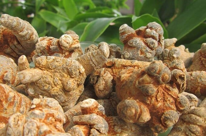 Nghiên cứu phát triển giống và kỹ thuật trồng, sơ chế, bảo quản dược liệu