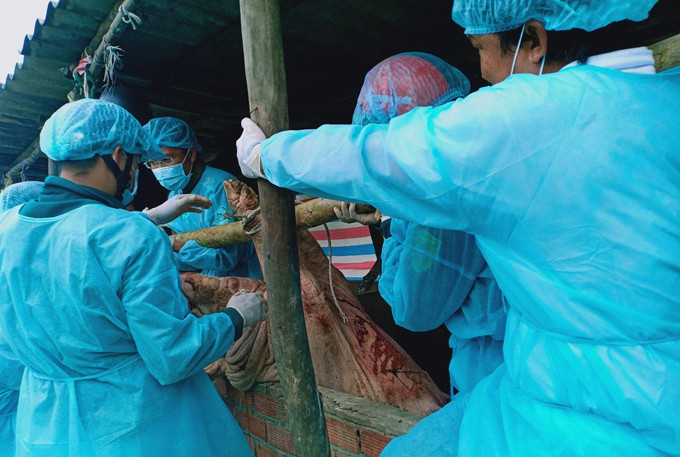 Cà Mau tăng cường các biện pháp phòng, chống dịch tả lợn châu Phi