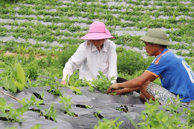 Ứng dụng khoa học công nghệ trong bảo tồn và khai thác nguồn gen dược liệu