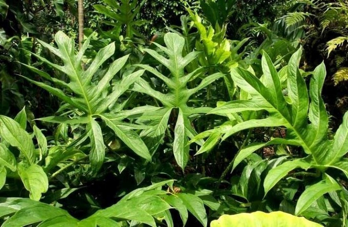 Kinh tế dược liệu thay cho trồng, sản xuất dược liệu
