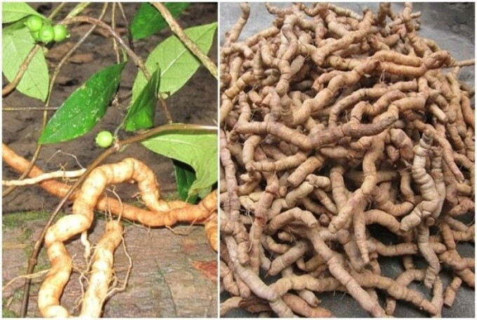 Y học cổ truyền là một kho báu và ngành dược liệu Việt Nam có tiềm năng phát triển rất to lớn