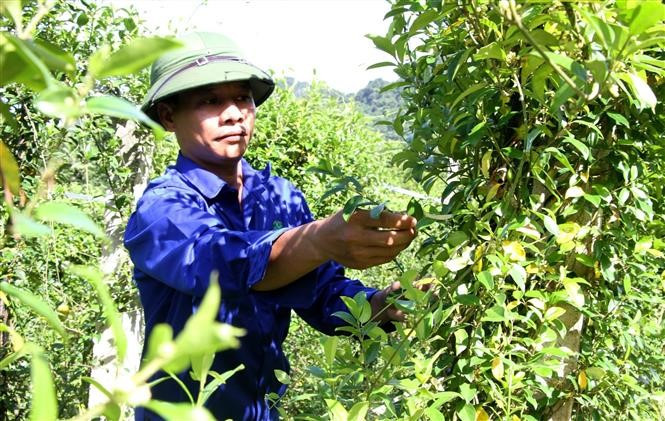 Bình Phước ban hành kế hoạch phát triển công nghiệp dược, dược liệu
