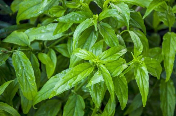 Tác dụng của cây bìm bịp