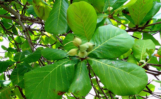 Cách trị bệnh trĩ bằng lá bàng theo kinh nghiệm dân gian