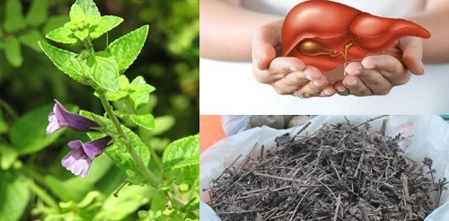 Điều trị gan nhiễm mỡ bằng các thảo dược thiên nhiên
