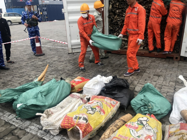Hải Phòng thu giữ gần nửa tấn ngà voi nhập lậu