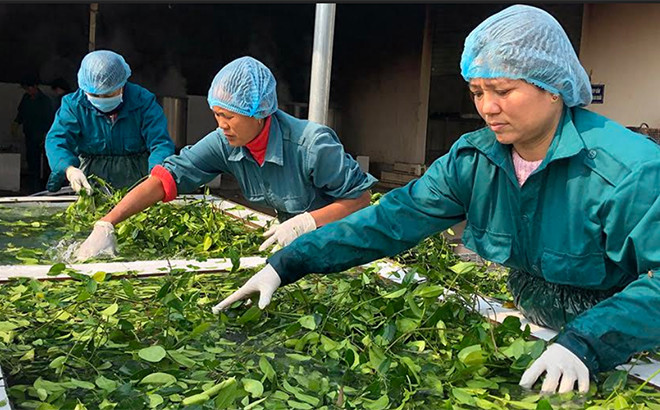 Tiềm năng phát triển và thị trường tiêu thụ ngành dược liệu ở Việt Nam