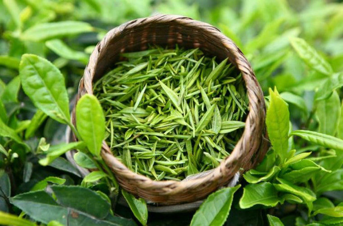 Trà xanh có thể giúp diệt siêu khuẩn kháng kháng sinh