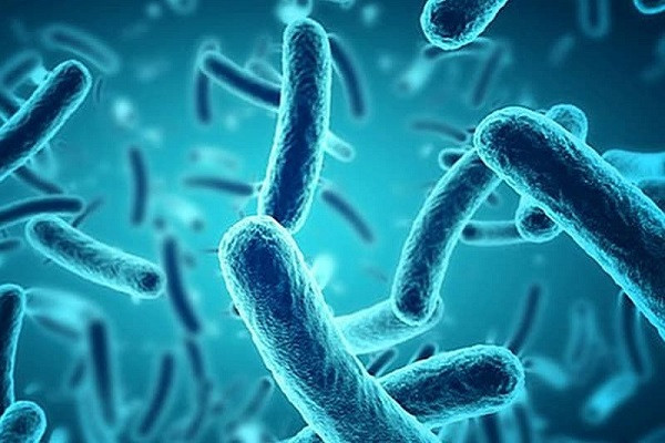 Thời tiết mưa ẩm, vi sinh vật dễ phát triển và gây bệnh