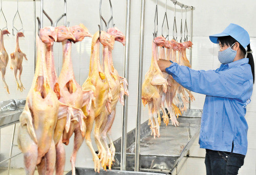 Quảng Ngãi tăng cường quản lý nhà nước đối với hoạt động kinh doanh, nhập khẩu, vận chuyển, lưu trữ, giết mổ gia súc, gia cầm