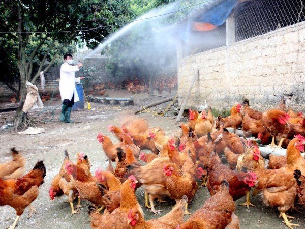 Ninh Bình: Huyện Nho Quan công bố dịch cúm gia cầm tại thôn 4, xã Lạc Vân