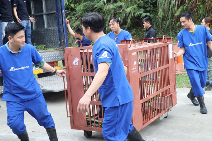 Animals Asia “giải cứu” thành công 5 cá thể gấu
