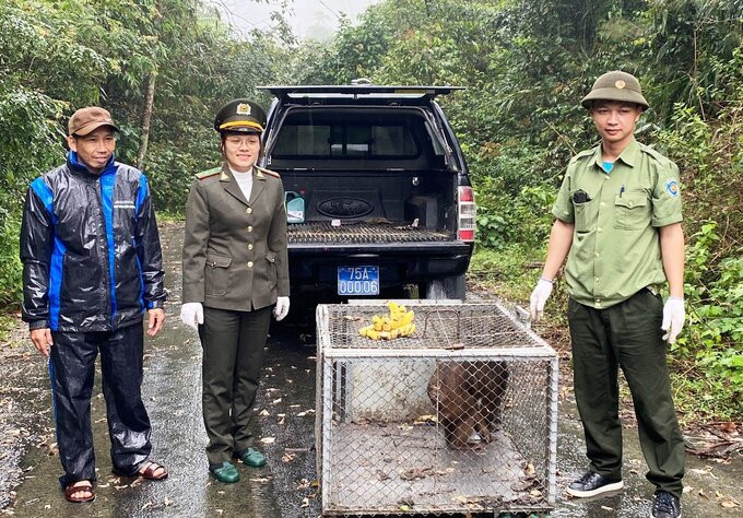 Thừa Thiên Huế thả 2 cá thể khỉ nhóm IIB về môi trường tự nhiên