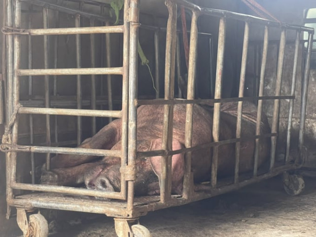 Hưng Yên phát hiện xe vận chuyển 1 con lợn nái đã tím tái, biến đổi màu sắc chuẩn bị đi tiêu thụ