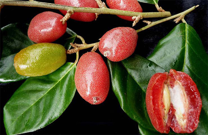 Bài thuốc trị viêm xoang bằng cây nhót