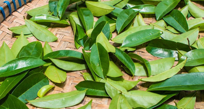 Công dụng chữa bệnh của lá mãng cầu xiêm