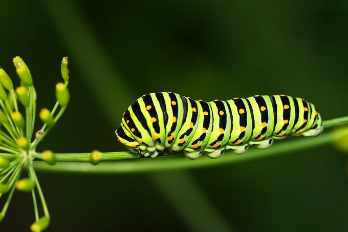 Những điều cần biết về dị ứng sâu bướm
