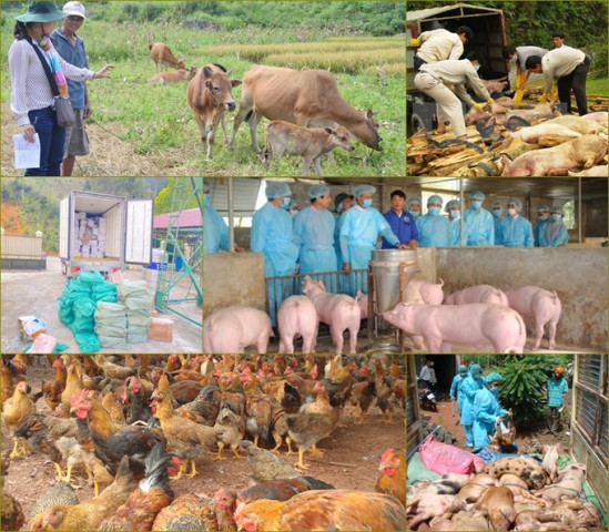 Kon Tum tăng cường công tác phòng, chống dịch bệnh gia súc, gia cầm