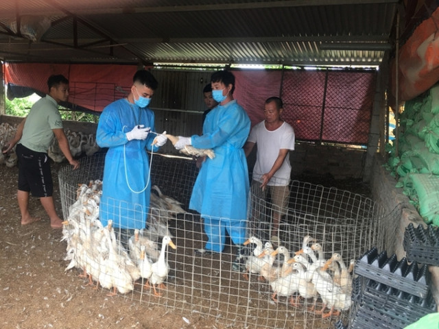 Quảng Bình tăng cường công tác phòng, chống cúm gia cầm lây sang người
