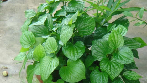 Các bài thuốc chữa thoái hóa cột sống bằng lá lốt