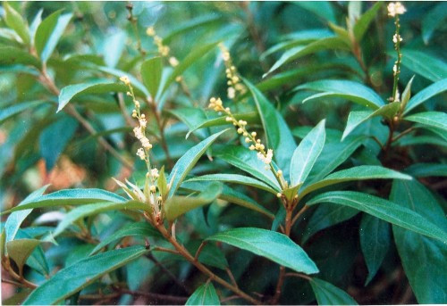 Tác dụng của lá cây khổ sâm