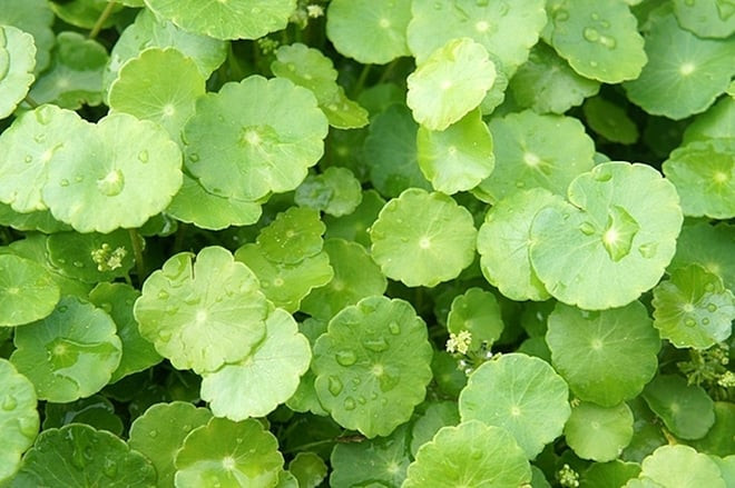 Công dụng của cây rau má là gì?