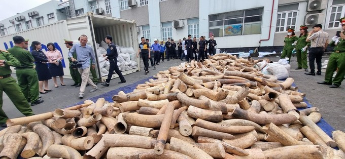 Hải Phòng phát hiện lô hàng chứa ngà voi lớn nhất từ trước đến nay