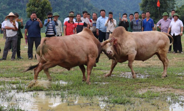 Nghệ An phẫu thuật cứu sống bệnh nhân bị bò húc thấu ngực