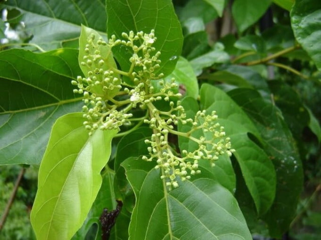 Những lưu ý trong điều trị gan nhiễm mỡ bằng cây vọng cách