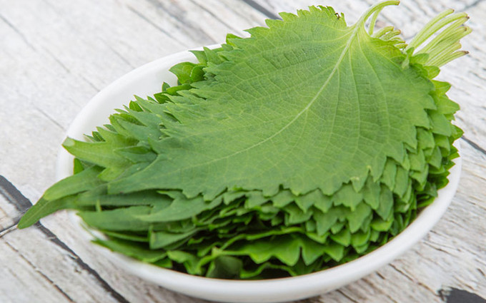 5 cách chữa mề đay bằng lá tía tô