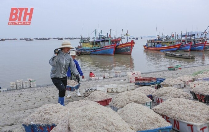 Thanh Hóa triển khai các biện pháp chống đánh bắt thủy sản trái phép