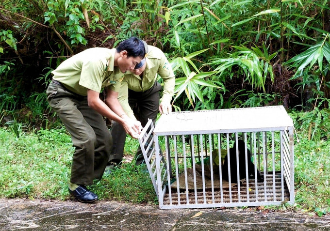 Đắk Lắk thả 5 cá thể động vật hoang dã về với tự nhiên