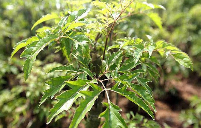 Tác dụng của cây đinh lăng