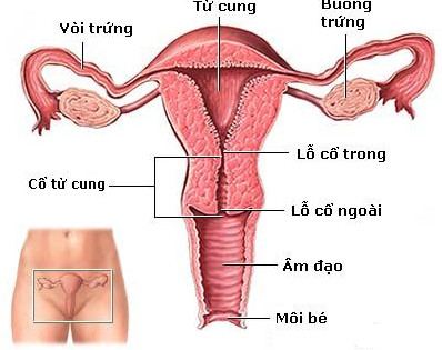Phòng chống ung thư cổ tử cung
